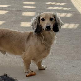 Dusty - Dachshund
