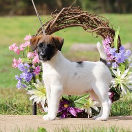 Smooth Fox Terrier and Whippet Puppies from Mardel Robeson