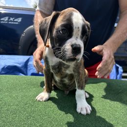 Orange - Brindle male Boxer puppy in Newark, Ohio from S & B Boxers