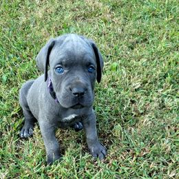 Cane Corso All Grown Up from Southern Sugar Cane Corso LLC