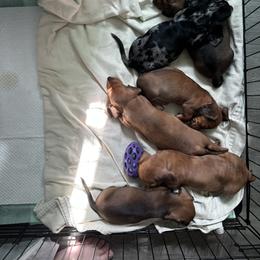 Dachshund Puppies from San’s Dachshunds
