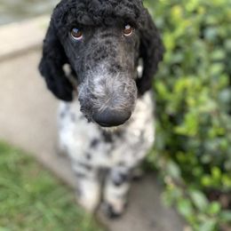 Sheepadoodles from Charming Farm Sheepadoodles