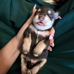 Girl 4 - Liver female Miniature Schnauzer puppy in Fredericksburg, Virginia from Liver Legends