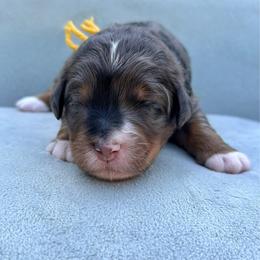 Miss Justice - Merle female Bernedoodle puppy in Hegins, Pennsylvania from Bubbling Springs Doodles, LLC