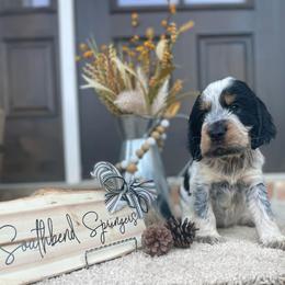 English Springer Spaniel Puppies from Southbend Springers