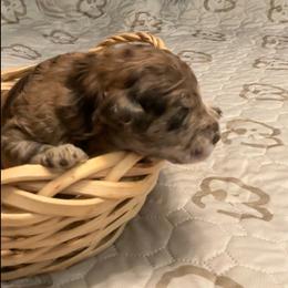 Jessie - Chocolate merle female Bernedoodle puppy in Williston, Florida from Tera Caldwell