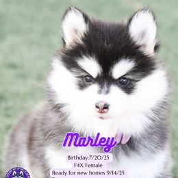Marley - Black and white female Pomsky puppy in Humeston, Iowa from M.A.R. Dogs