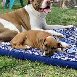 American Staffordshire Terrier Puppies from America's Best