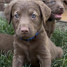 Chesapeake Bay Retriever Puppies from Cedar Ridge Chessies