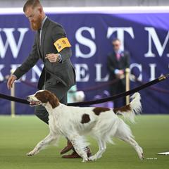 Irish Red and White Setters from Waidman IRWS