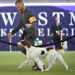 Irish Red and White Setters from Waidman IRWS