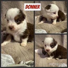 Donner - Red tri male Toy Australian Shepherd puppy in Menan, Idaho from Teton Toy Aussies