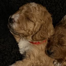 Goldendoodles from Goldendoodles of Oz
