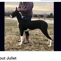 Juliet - Great Dane