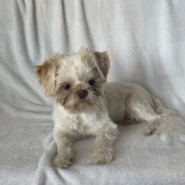 Fonzie - Shih Tzu