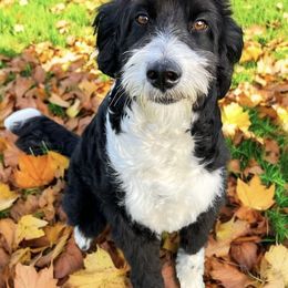 Bella - Aussiedoodle