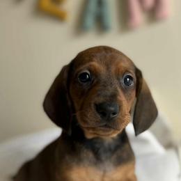 Dachshund All Grown Up from Hotdawgz standard AKC dachshunds