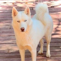 Winter - Siberian Husky