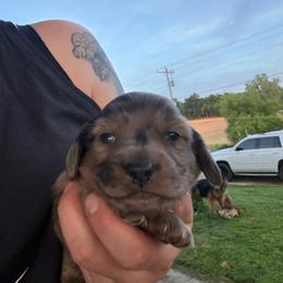 Brindle dapple boy - Brindle male Dachshund puppy in Mount Vernon, Ohio from Double A Dachshunds