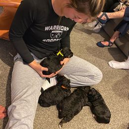 Bernedoodle Puppies from Better Day Bernedoodles