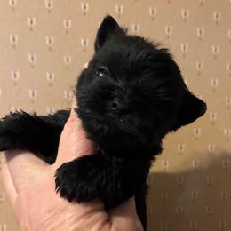 Male 2 - Black and tan male Yorkshire Terrier puppy in Lafayette, Georgia from Berggipfel Yorkies