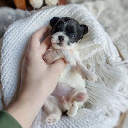 Korean Havamalt Jinx - White and tan female Maltese puppy in Barren Springs, Virginia from Seeking Shalom Acres Maltese, Maltipoos & Havamalts