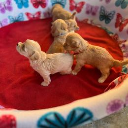 Maltese, Maltipoo, and Poodle Puppies from Healing Pawz LLC