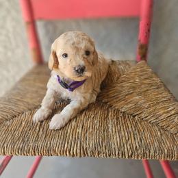 Purple collar girl - Cream female Goldendoodle puppy in Tucson, Arizona from Ever After Doodles Arizona