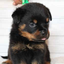 Green boy - Black and mahogany male Rottweiler puppy in Auburn, California from Vom Haus Flores