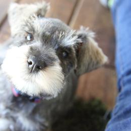 Vila - Salt and pepper female Miniature Schnauzer puppy in San Bernardino, California from Rose Lane Schnauzers