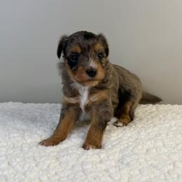 Gale - Blue merle female Aussiedoodle puppy in Adams, Nebraska from Boxcar Doodles and Poodles