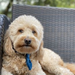 Goldendoodles from Gulf Coast Mini Doodles