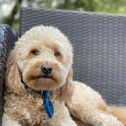 Goldendoodles from Gulf Coast Mini Doodles