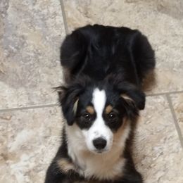 Miniature Australian Shepherds and Toy Australian Shepherds from Rocking M Toy and Mini Aussies