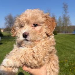 Bonnie - White and tan female Maltese puppy in Ludington, Michigan from OT Maltese & Co