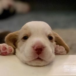 Beagle Puppies from Allegro Beagles