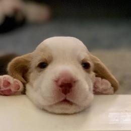 Beagle Puppies from Allegro Beagles