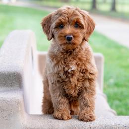 Willow - Caramel red female Australian Labradoodle puppy in Redding, California from Shasta Royal Monroe Puppies