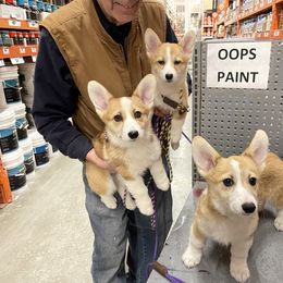 Pembroke Welsh Corgi Puppies from Eaglerock Kennel
