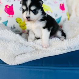 Martini - Black and white female Pomsky puppy in Yavapai County, Arizona from Pawsh Pomskies