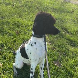 Timberland - Parti male Poodle puppy in Sharps Chapel, Tennessee from McKenzie's Puppies