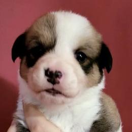 Cardigan Welsh Corgis from Cardigan Cottage