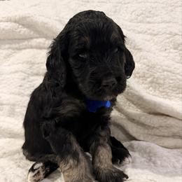 Truffle - Sable male Goldendoodle puppy in Howard City, Michigan from Doodles and Chaos