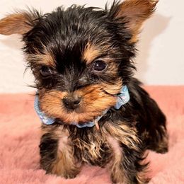 X tiny male 1 - Black and tan male Yorkshire Terrier puppy in Denver, Colorado from Melrey's paws