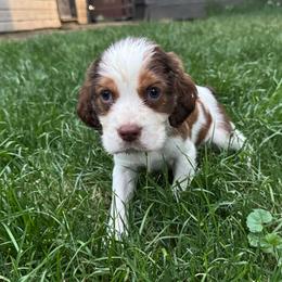 Cooper - Liver white and tan male English Springer Spaniel puppy in Coeur D'alene, Idaho from Springer Hollow