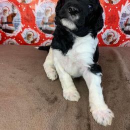 Poodle Puppies from Wonderland Kennel