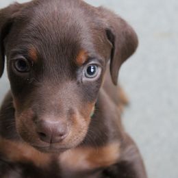 Doberman Pinschers from Dana's Dobies