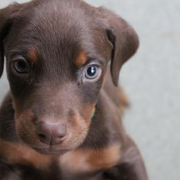 Doberman Pinschers from Dana's Dobies
