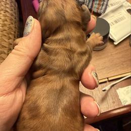 Carmella - Dapple female Dachshund puppy in Batavia, Illinois from Sandra's Dachshunds