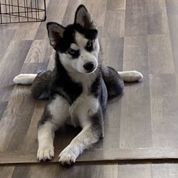 Pomskies from Pomsky Of Slidell